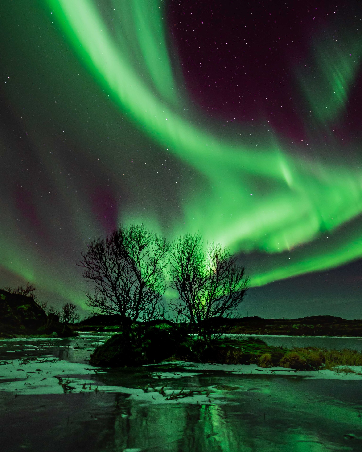 Wide green aurora arching over leafless trees and frozen wetland under a clear winter sky