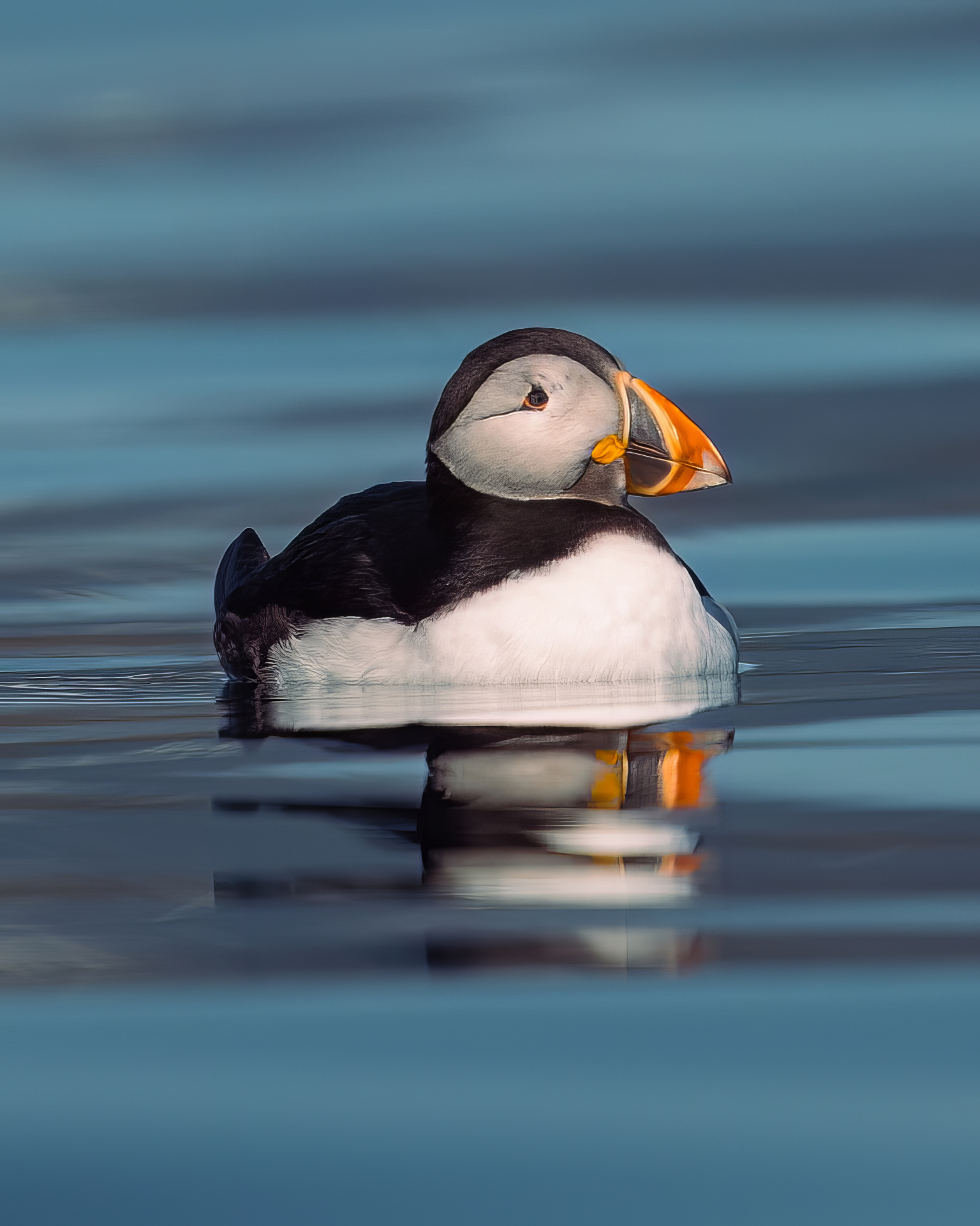 Atlantic puffin resting on glassy blue water with soft mirror reflection