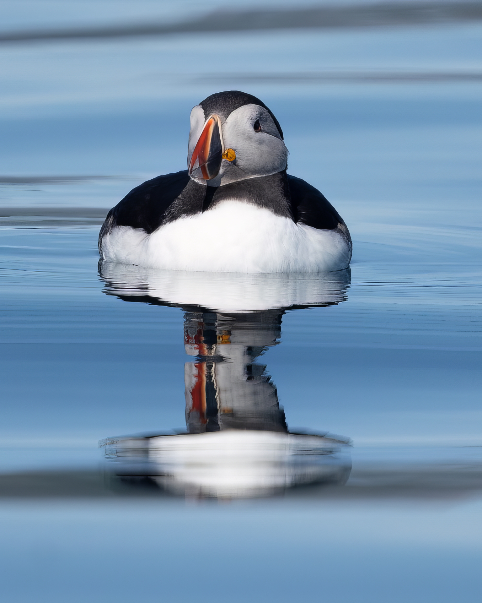 Atlantic puffin facing the camera on rippled blue water, full reflection below