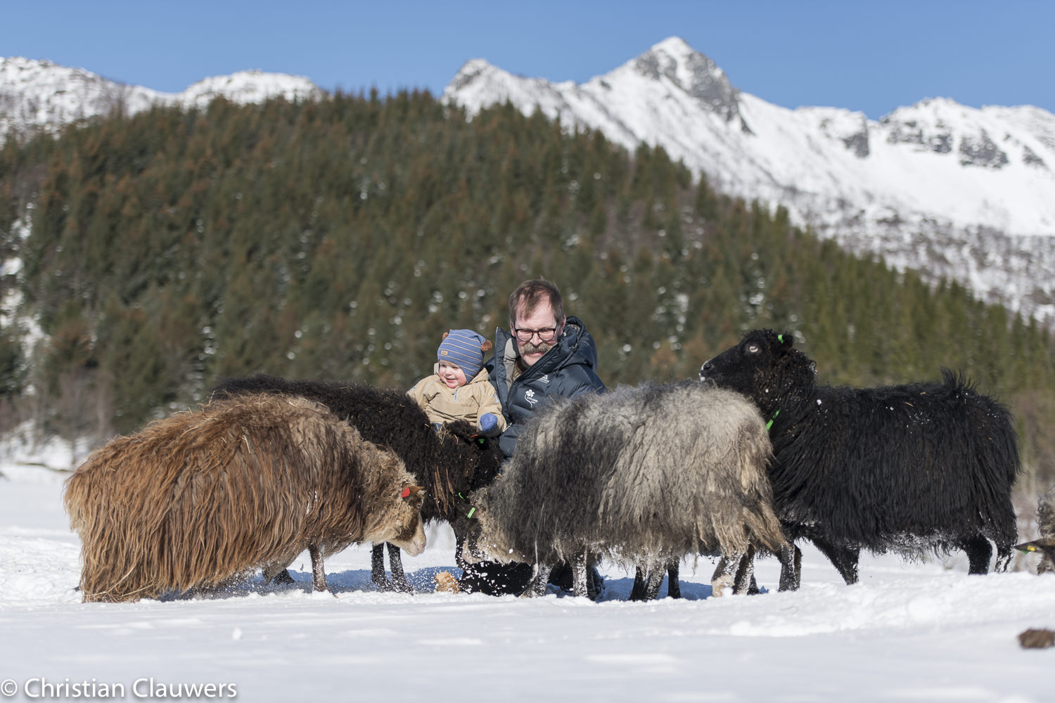 Farmer and small child surrounded by brown, grey and black spæl sheep in deep snow beneath Lofoten peaks