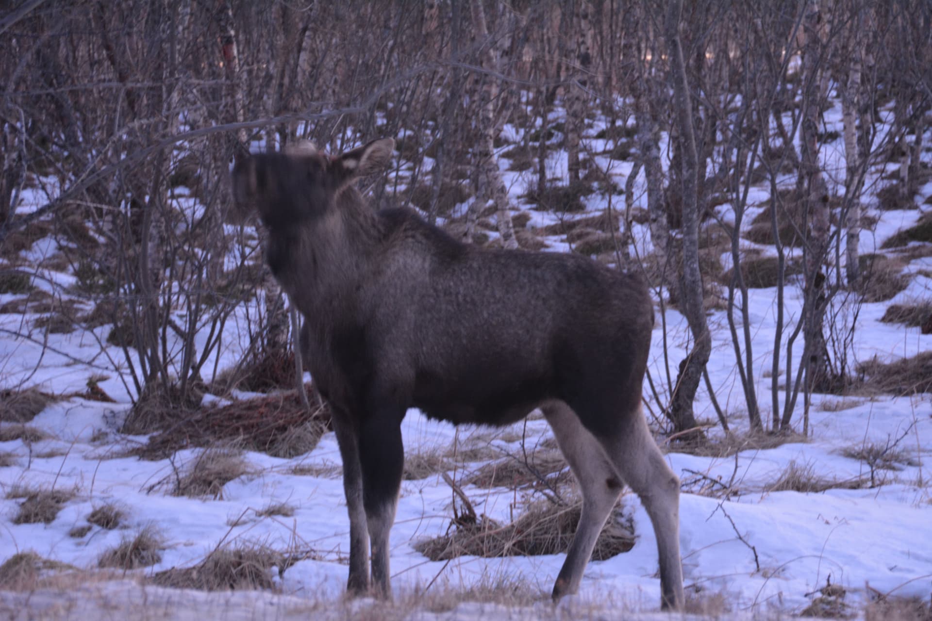 Young moose grazing in a snowy birch forest in soft winter dusk light
