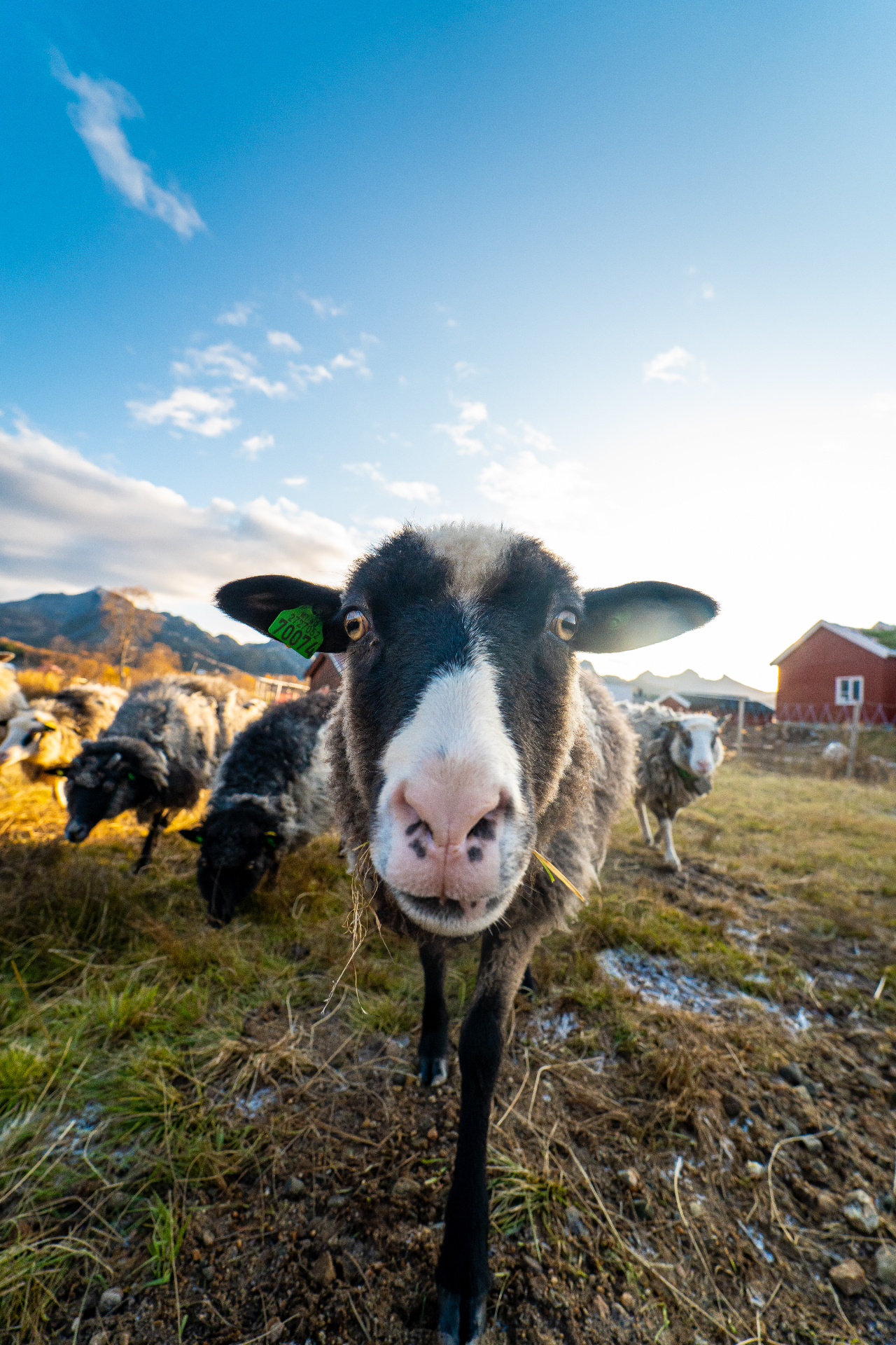 Curious spæl sheep leaning into a wide-angle lens with the flock and red farm buildings behind