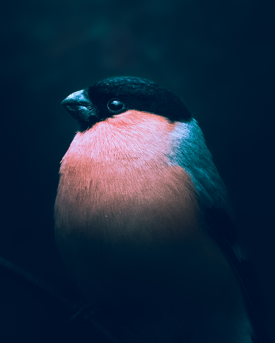Bullfinch with rose-red breast emerging from deep teal shadow