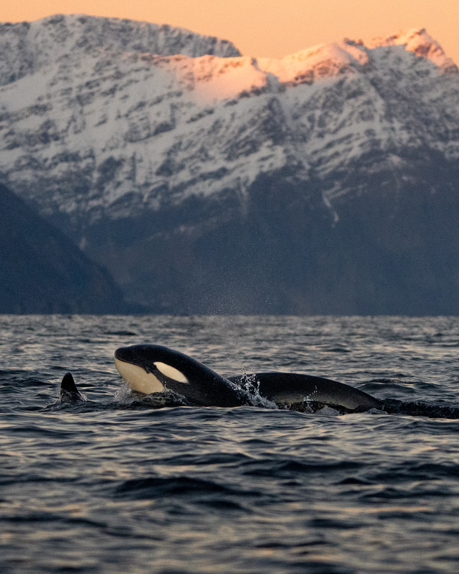 Orca breaching in a Lofoten fjord with snow-lit mountains behind