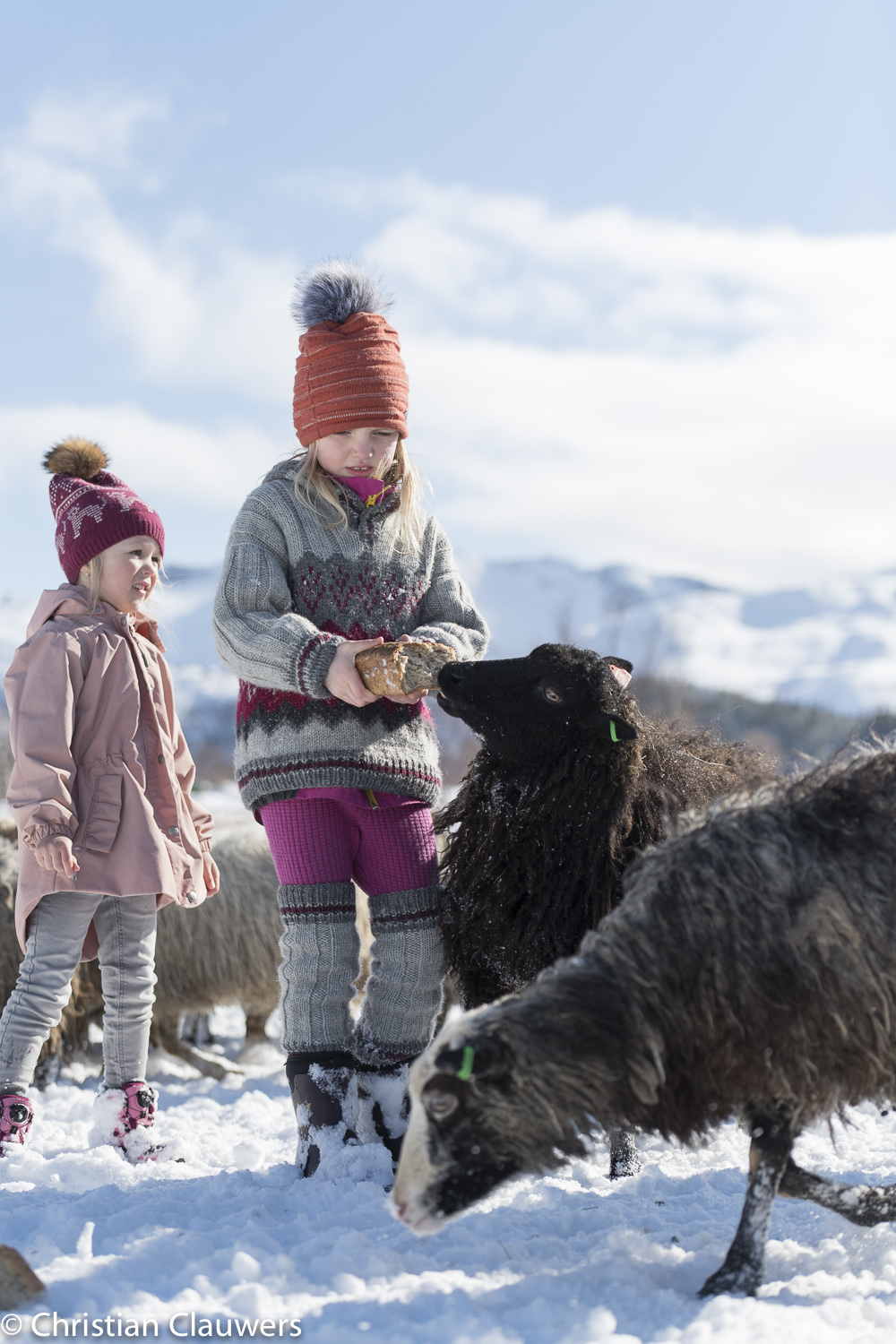 Two small children in wool sweaters feeding a black spæl sheep in a snowy Lofoten pasture