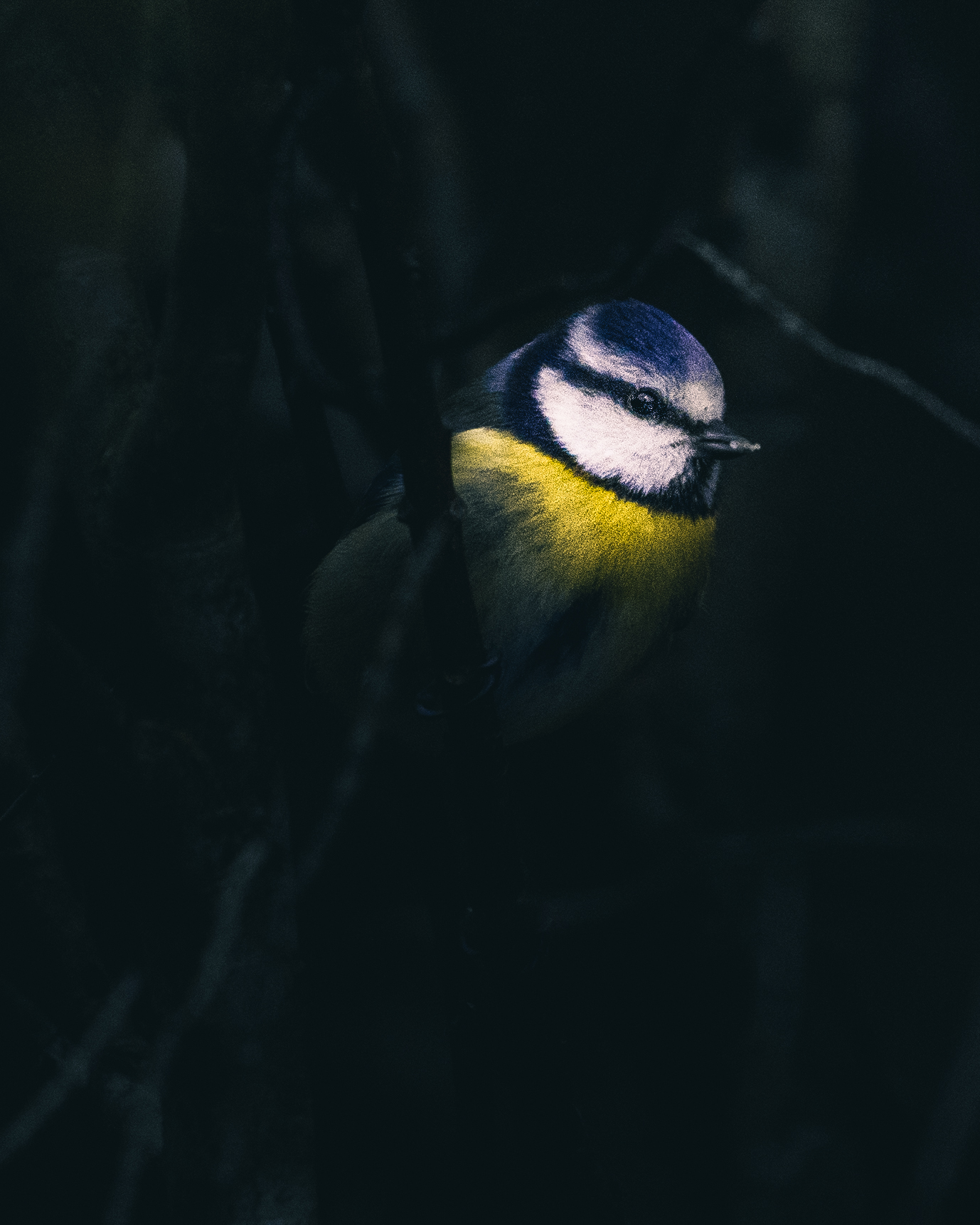 Blue tit lit by a single shaft of light against a dark forest backdrop