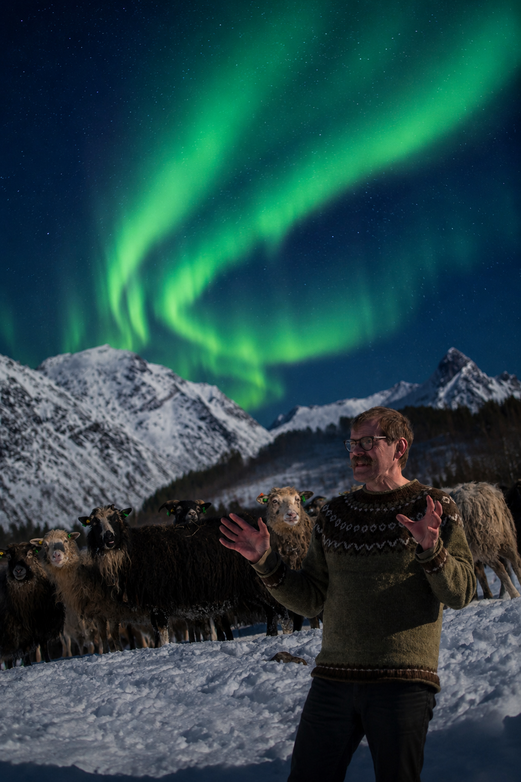Roy in wool sweater with the villsau flock beneath a vivid green aurora over snowy peaks