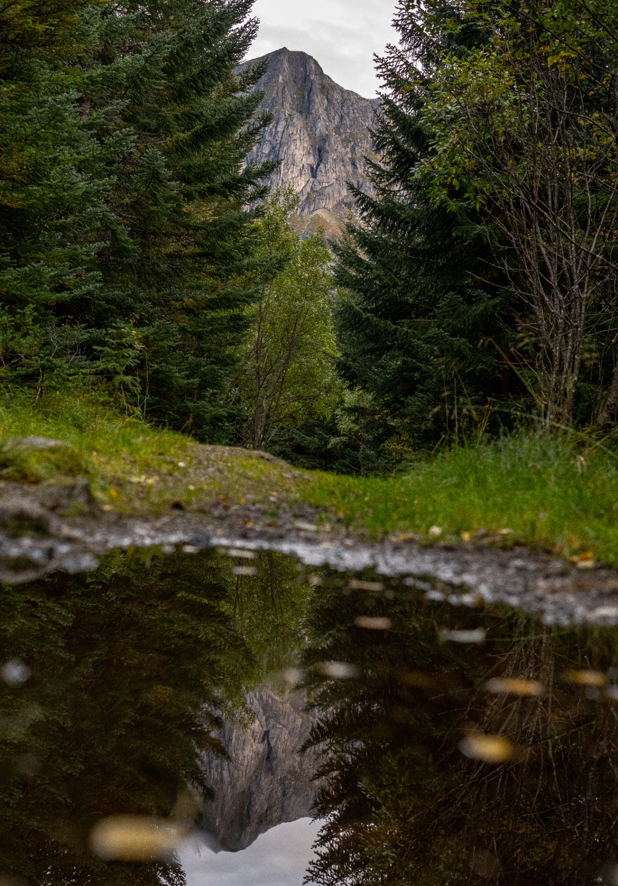 Sharp Lofoten peak framed by spruce and mirrored in a still forest puddle