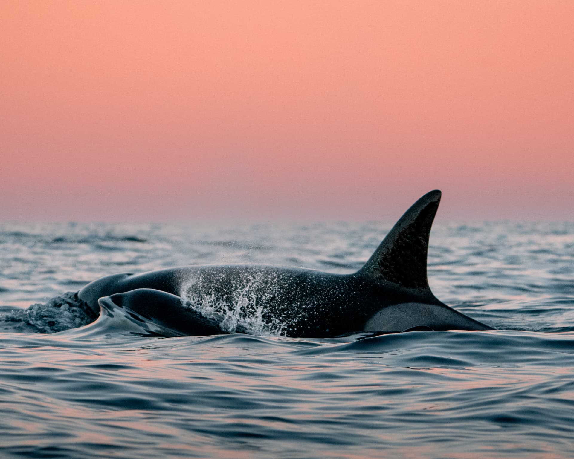 Orca surfacing in calm Arctic water under a soft pink dusk sky