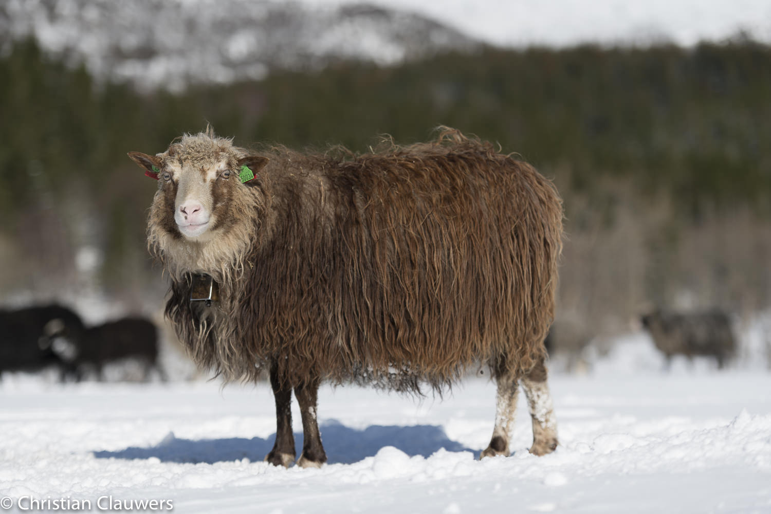 Portrait of an Old Norwegian villsau with long brown fleece standing in snow with forest behind