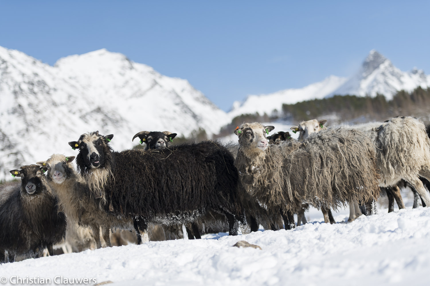 Flock of Old Norwegian spæl sheep standing in bright snow beneath sharp white mountains
