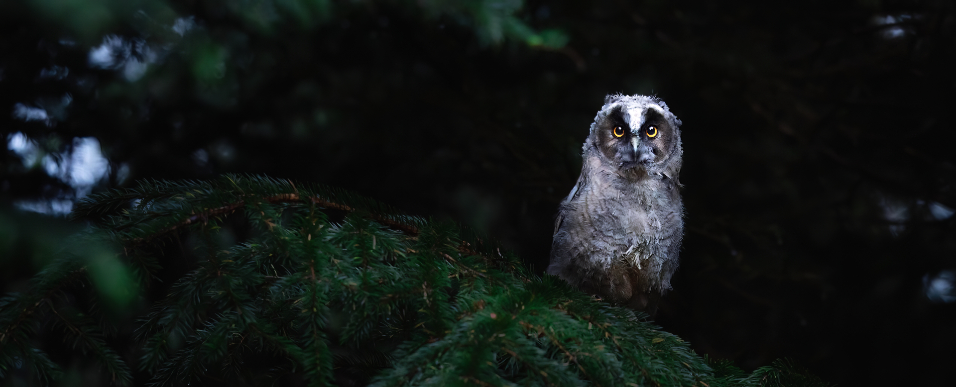 Young long-eared owl with amber eyes perched on a spruce branch in deep forest shadow