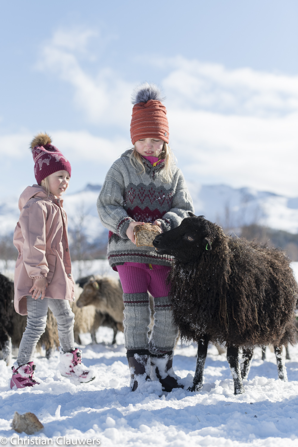 Two children in wool hats feeding a dark villsau on a bright winter day in Lofoten
