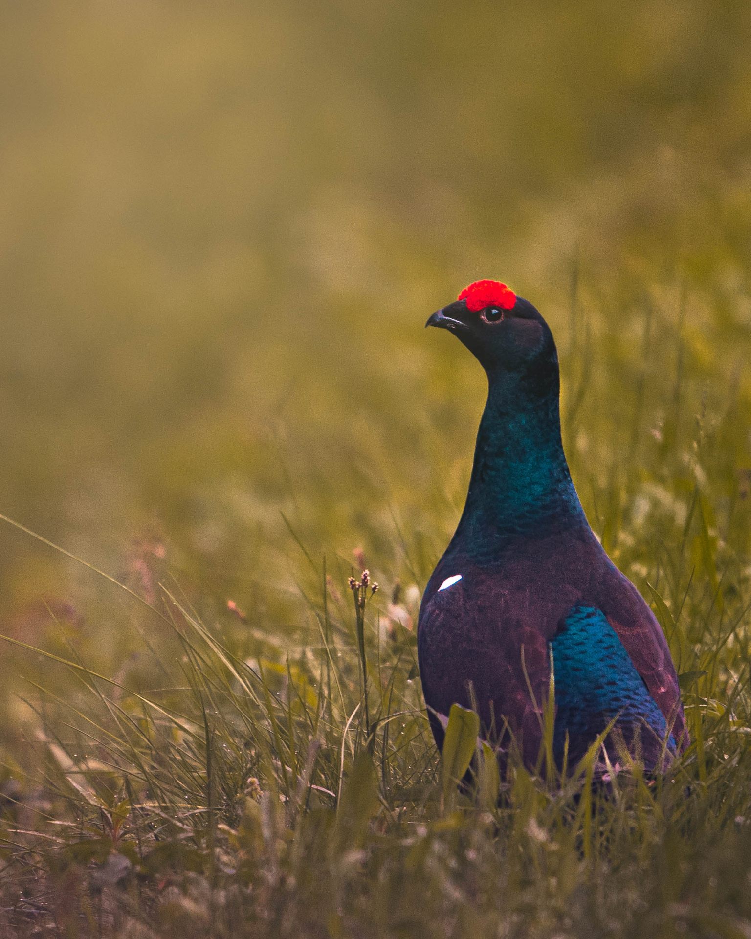 Black grouse standing in meadow grass with iridescent blue plumage and bright red comb