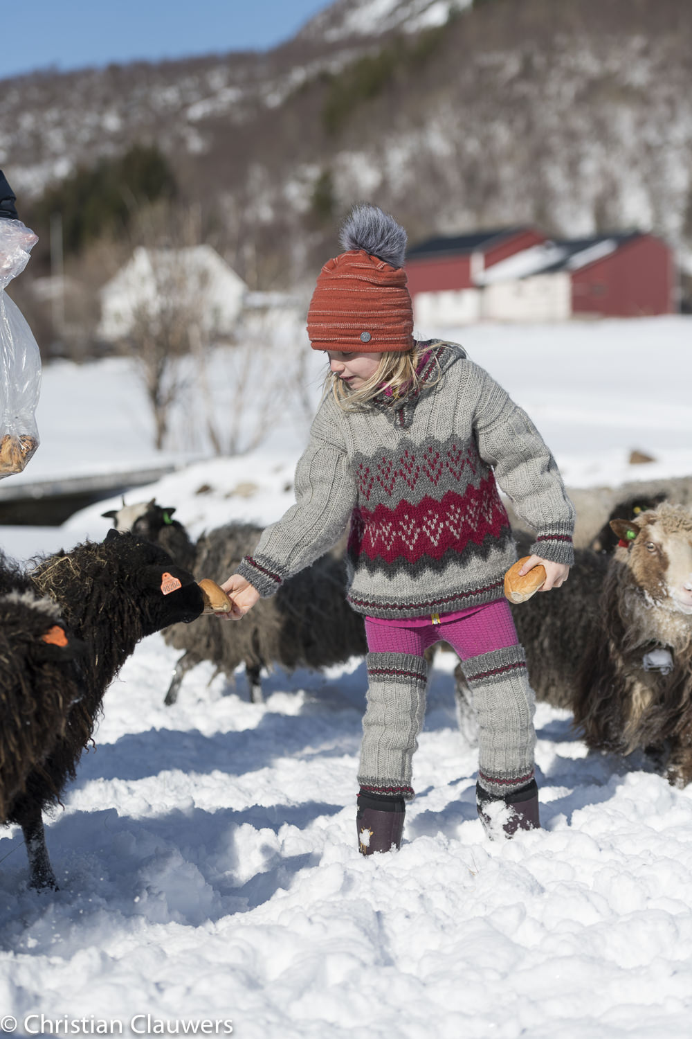 Young child in Norwegian knitwear feeding bread to a black sheep in deep snow