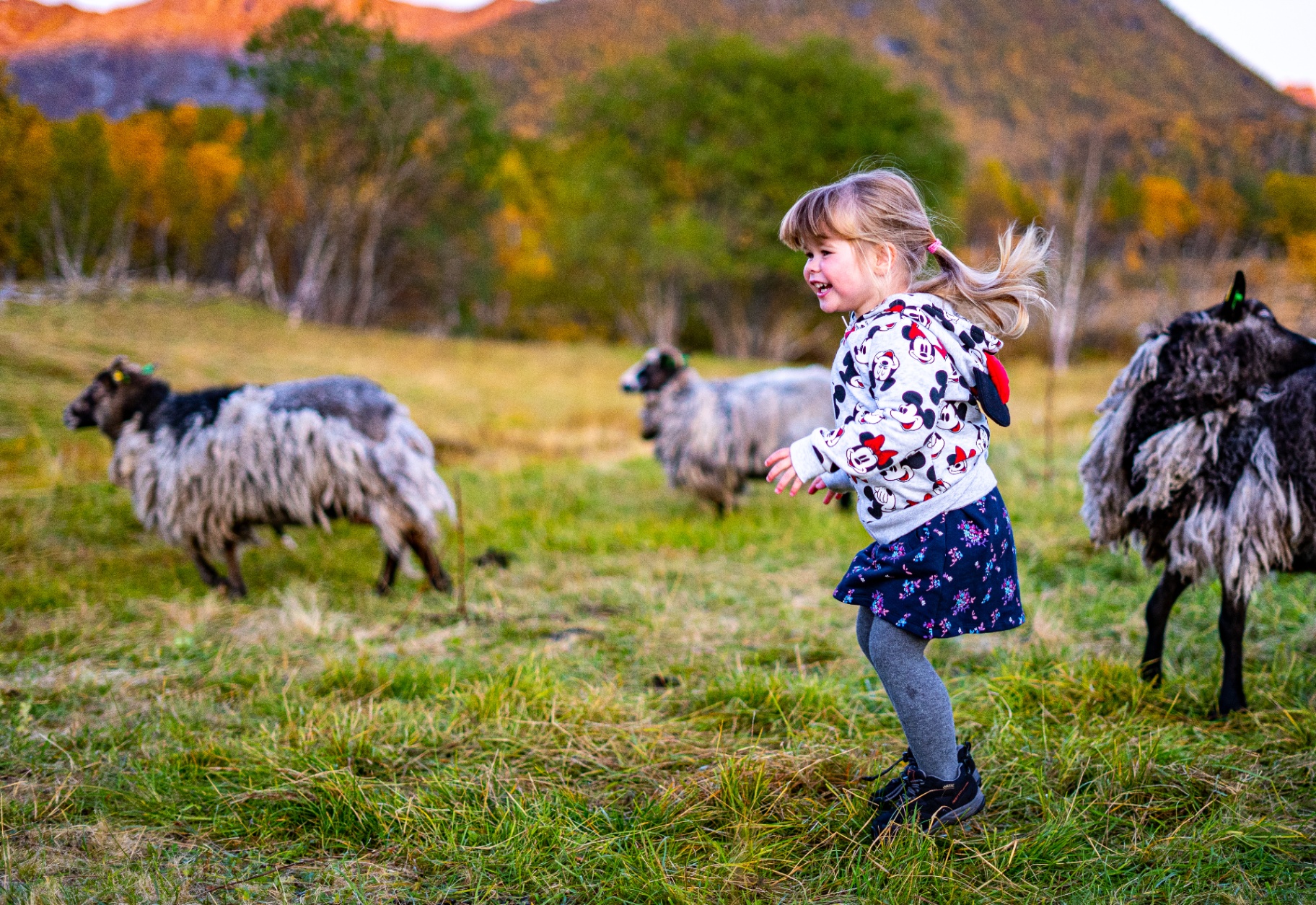 Laughing child running through an autumn pasture among grazing Lofoten spæl sheep