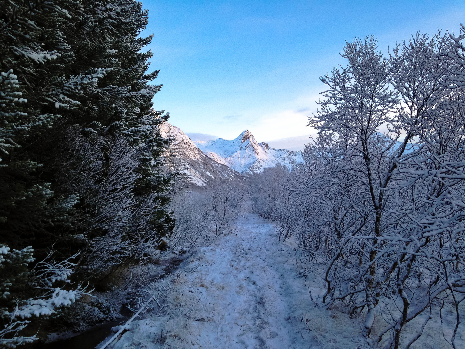 Snow-covered path between frosted trees leading toward a pale winter mountain peak