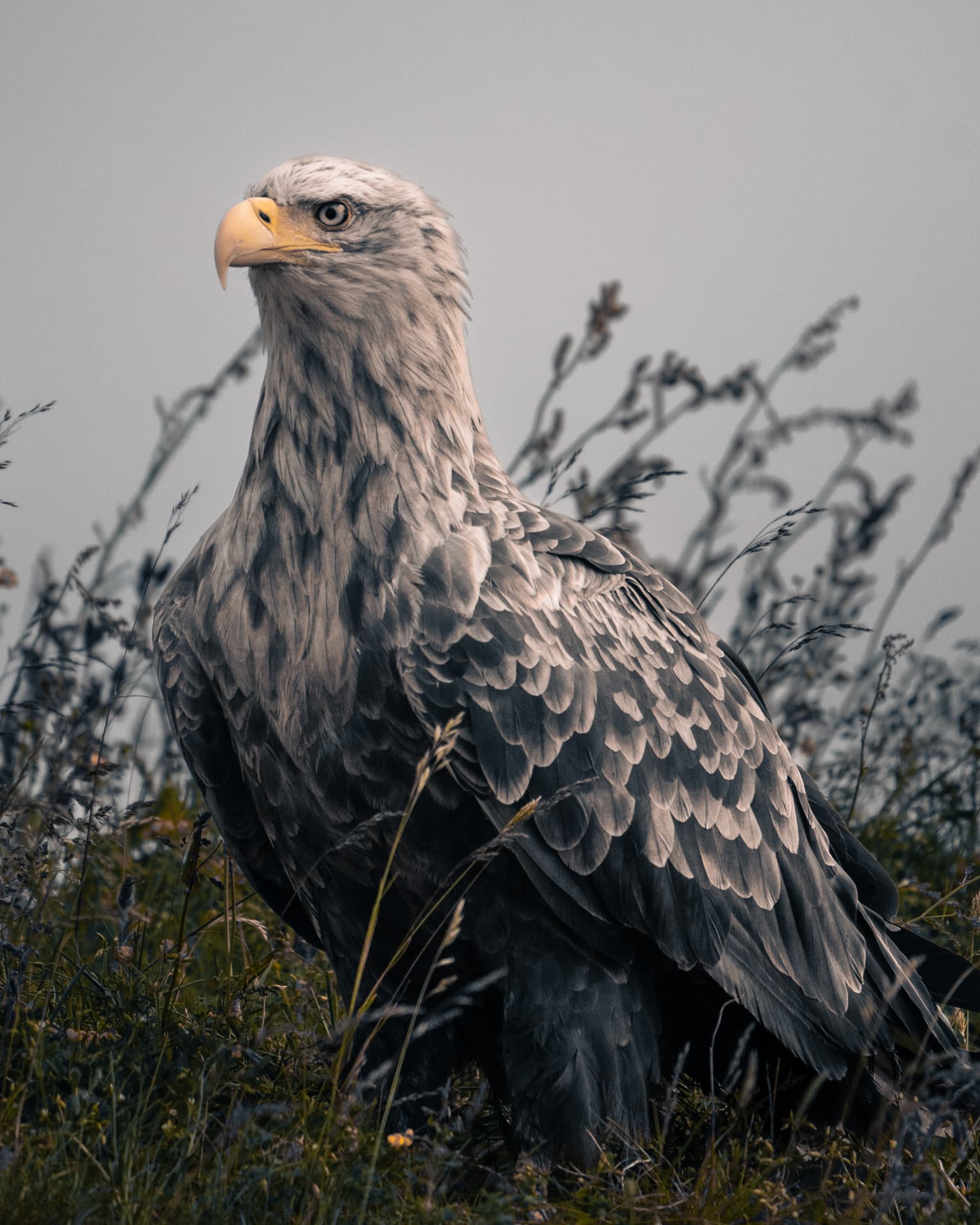 White-tailed sea eagle standing amid coastal grasses under soft grey light