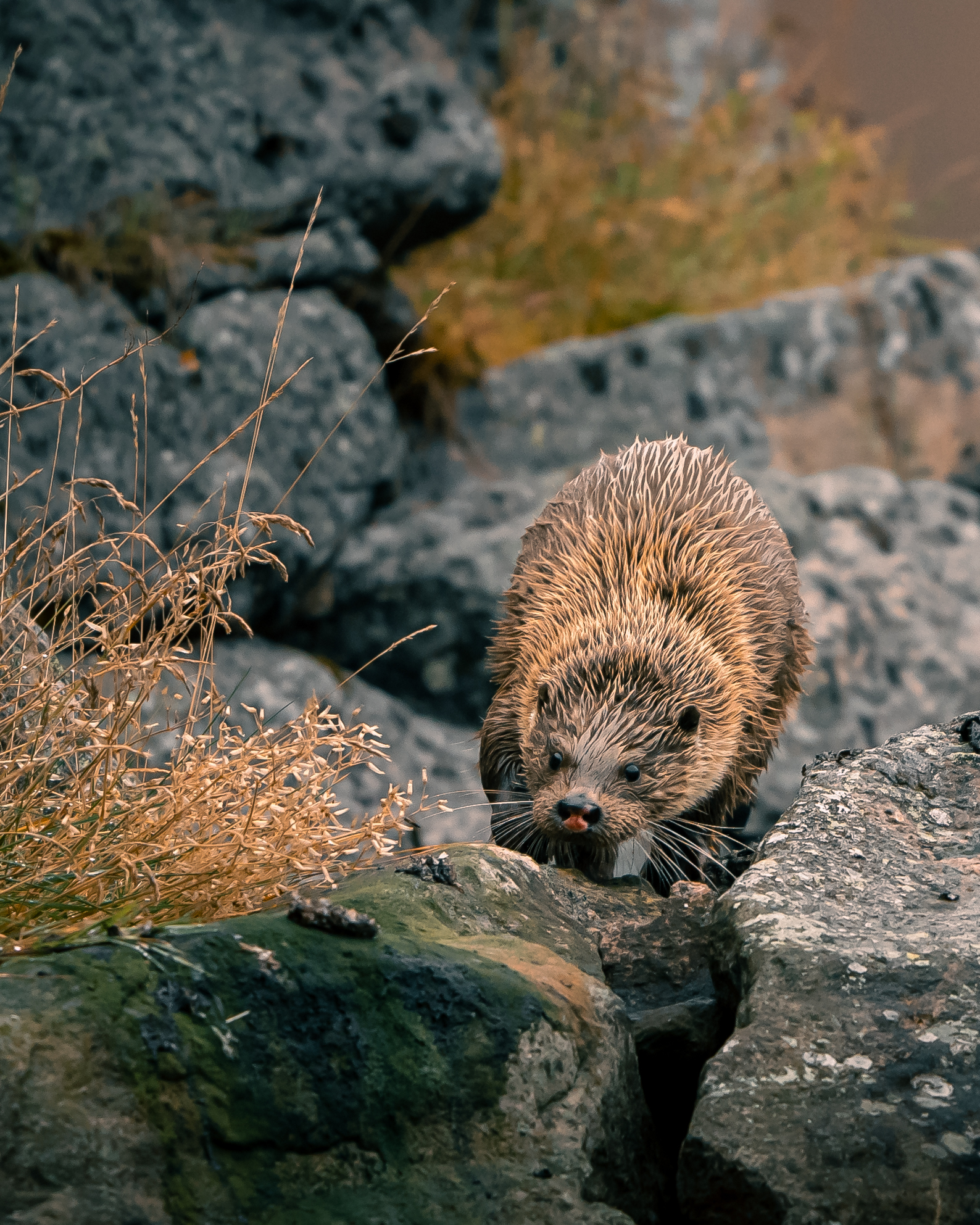 Eurasian otter emerging over kelp-slick coastal rocks in warm autumn light